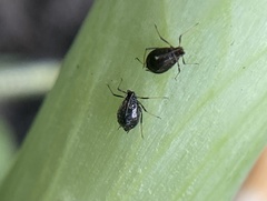 Neotoxoptera formosana
