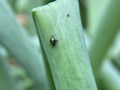 Neotoxoptera formosana