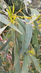 Eucalyptus pauciflora