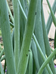 Neotoxoptera formosana