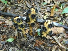 Bdallophytum americanum