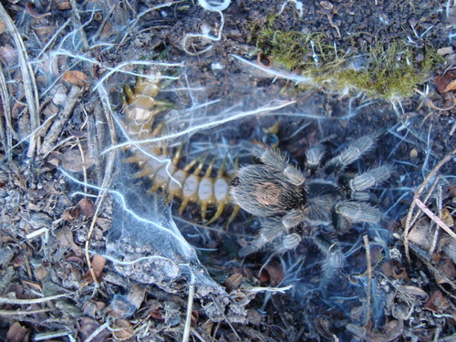 Bonnetina aviae