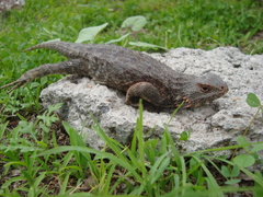 Sceloporus spinosus