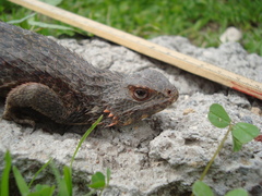Sceloporus spinosus