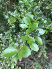 Gymnosporia harveyana harveyana