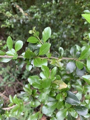 Gymnosporia harveyana harveyana