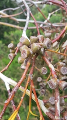 Eucalyptus pauciflora