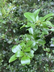 Gymnosporia harveyana harveyana