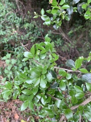 Gymnosporia harveyana harveyana