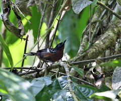 Microrhopias quixensis