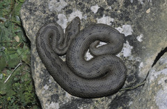Vipera latastei
