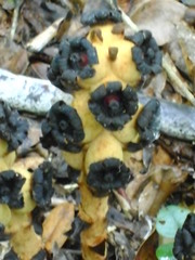 Bdallophytum americanum