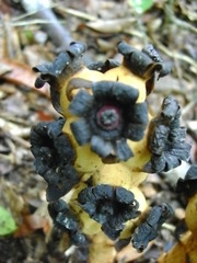 Bdallophytum americanum