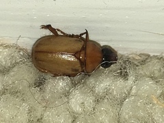 Cyclocephala longula