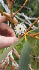 Eucalyptus pauciflora