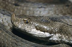 Vipera latastei