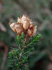 Erica cinerea