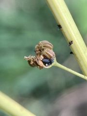 Brachycolus heraclei