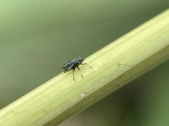 Brachycolus heraclei