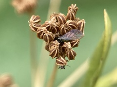 Brachycolus heraclei