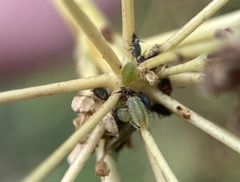 Brachycolus heraclei