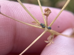 Brachycolus heraclei