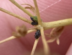 Brachycolus heraclei