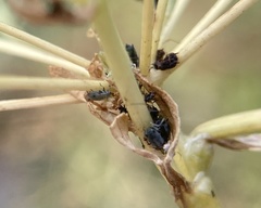 Brachycolus heraclei