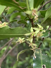 Cassipourea malosana