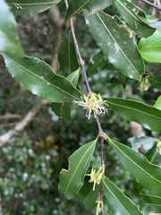 Cassipourea malosana