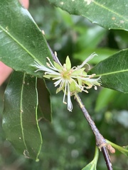 Cassipourea malosana