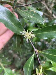 Cassipourea malosana