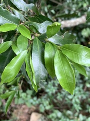 Cassipourea malosana