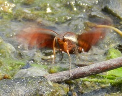 Amphion floridensis