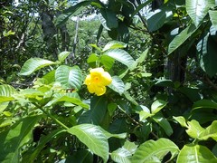 Tabernaemontana glabra