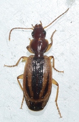 Cymindis lineola