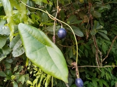 Passiflora sexocellata