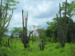 Cephalocereus scoparius