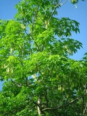 Gyrocarpus jatrophifolius