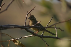 Emberiza cirlus