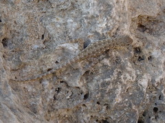 Pristurus
