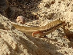 Trachylepis tessellata