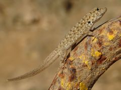 Pristurus