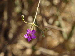Boerhavia boissieri