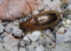 Dicheirotrichus obsoletus