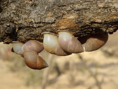 Euryptyxis latireflexa