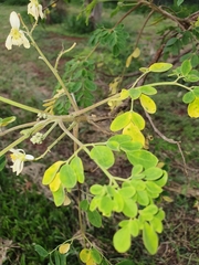 Moringa oleifera