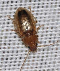 Dicheirotrichus obsoletus