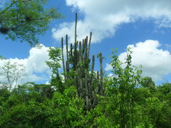 Cephalocereus scoparius