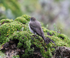 Muscisaxicola alpinus